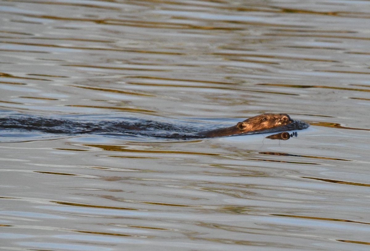 steveengland19's tweet photo. Few more photos of the beaver on the river Exe at Turf lock this morning, still can't quite believe it was there! @DevonWildlife @RSPBExeEstuary @wildlife_devon https://t.co/GkdAAPSkpd