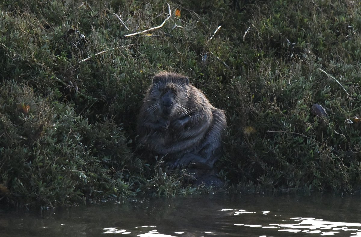 steveengland19's tweet photo. Few more photos of the beaver on the river Exe at Turf lock this morning, still can't quite believe it was there! @DevonWildlife @RSPBExeEstuary @wildlife_devon https://t.co/GkdAAPSkpd