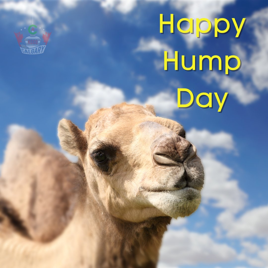 KCCOCalgary's tweet photo. Guess what day of the week is it?
Once, I tried to ride a camel instead of a horse. It had a lot of ups and downs.
.
#KCCOCalgary #ChiveNation #ChiveEverywhere #KCCO #Calgary #YYC #HumpDay #Wednesday #PunsDay #KeepCalmItsAlreadyWednesday https://t.co/QpRCMKOq2t
