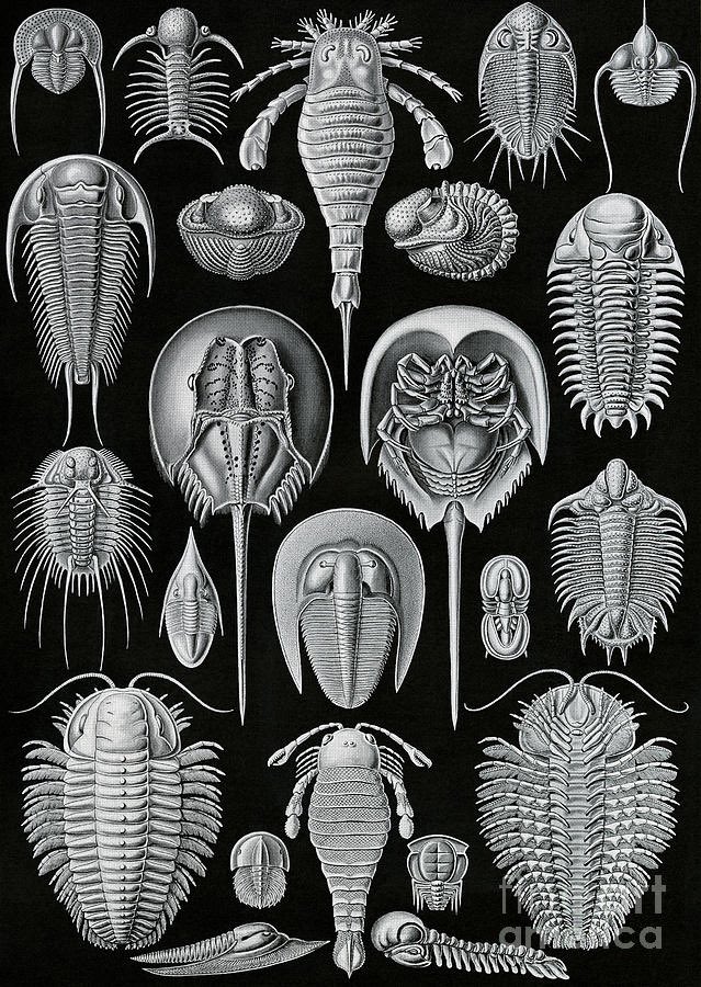 ionebeau's tweet photo. (1) Aspidonia, Earnst Haeckel
(2) Trilobite!, @RichardFortey 
(3,4) Today’s adventure (much love to rob santos at No Regrets, Bristol) https://t.co/Wq05SgdSZf