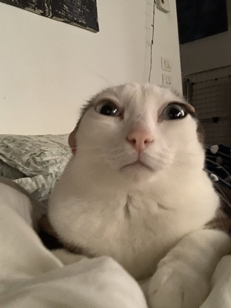 Cats with their heads held back tweet media