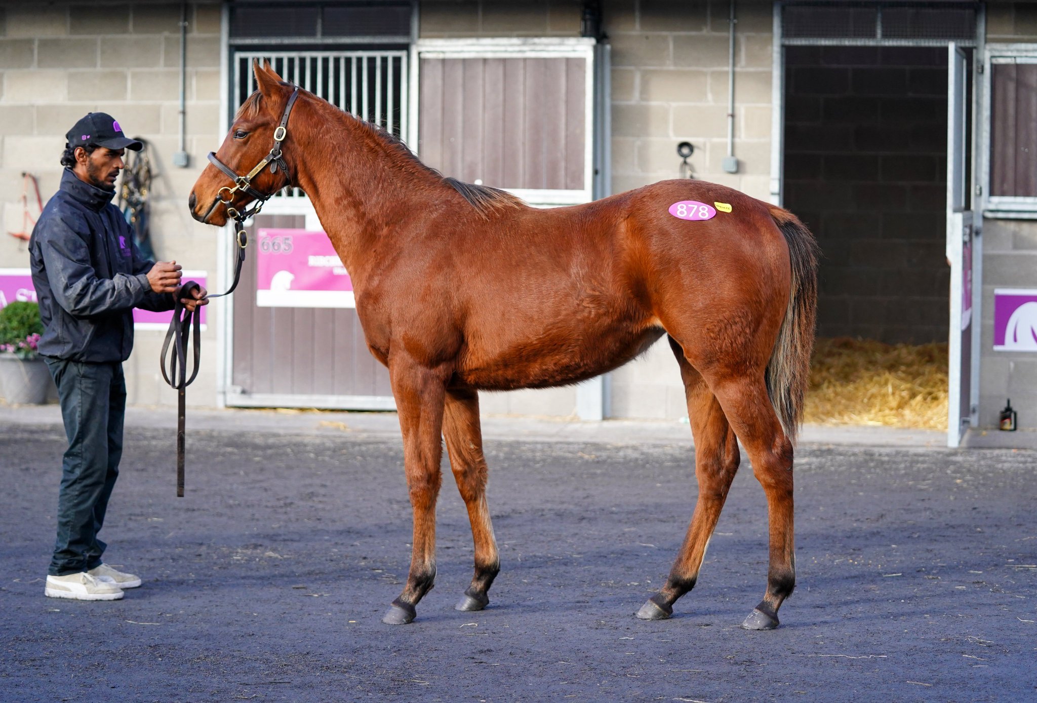 Orla Donworth on Twitter "Look out for the only Kuroshio filly in