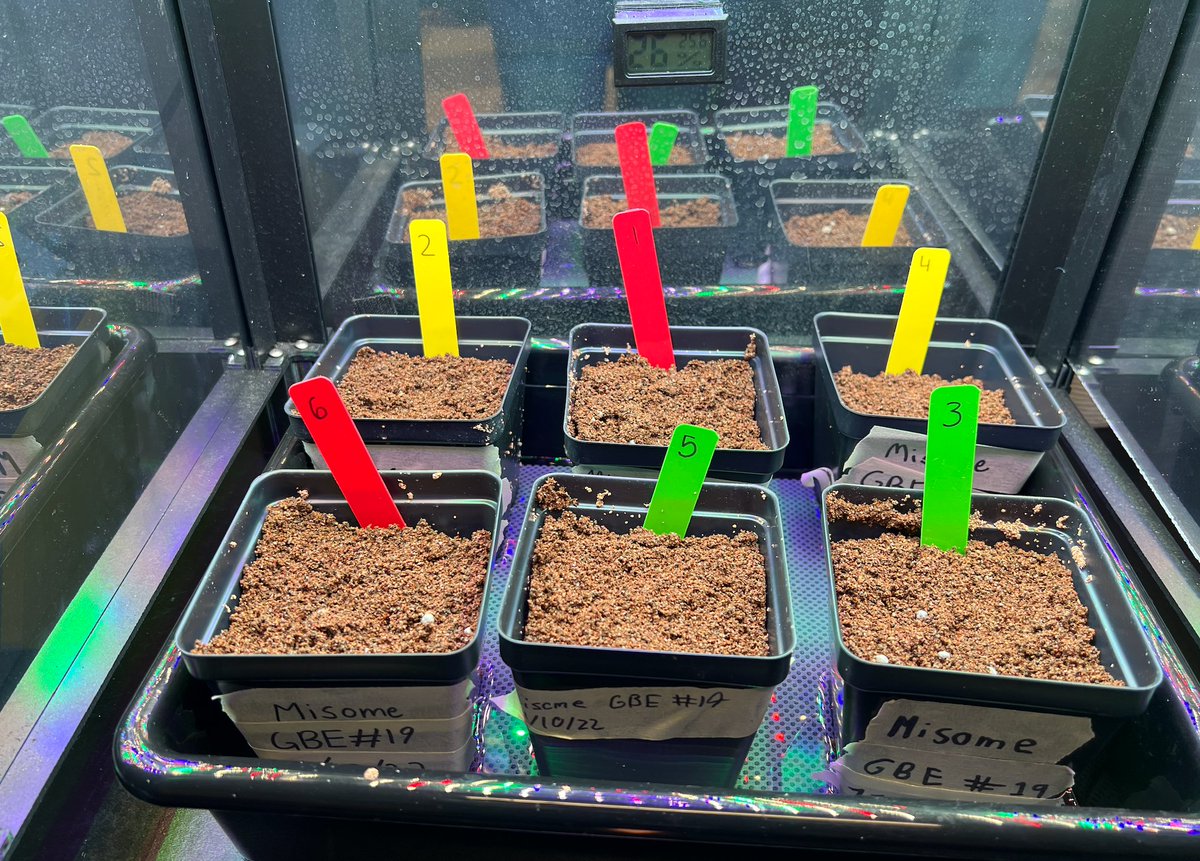 DMS QUEST Ss prepare 4 #CitizenScience project with @GrowBeyondEarth & @NASA. Ss are growing Misome in @getMARSfarm growth chamber. Ss will collect & analyze data 2 share with @ISS_Research. Looking at optimal light for maximizing plant growth while minimizing energy output.