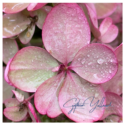 CynthiaYolland's tweet photo. Served with a Mint

All hail the Hydrangea. They bring us so many colors and for so many months. even in harshness, they show us grace against the elements. 

#Hydrangea #pinkflowers #theysurvive #slicesofbeauty https://t.co/Me6RE7221U