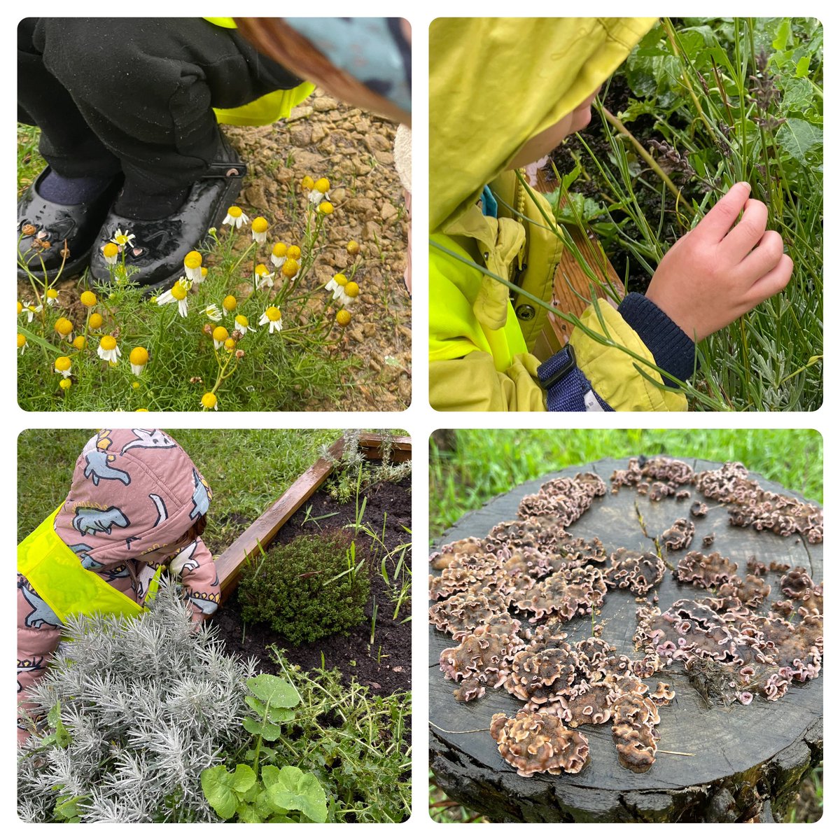 SBrookPreSchool's tweet photo. Our nursery children enjoyed their visit to #broadheath triangle to maintain our plot &amp; explore all the wonders nature has to offer. Great community work 🌿🐛🌳🌻🐿🍁🪱@TrafBuzzLink  @nationaltrust https://t.co/sA8pjQRGIH