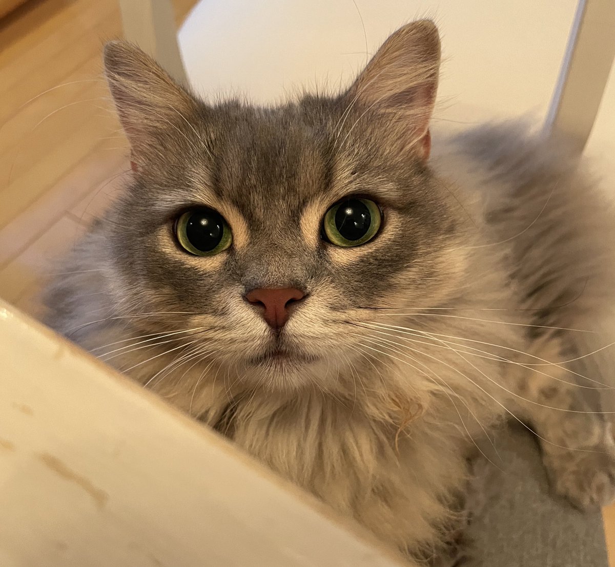 一緒に暮らし始めてから猫さんが急によく鳴くようになったので心配したが 検査後に言われた理由 うちもそうなった Togetter 一緒に暮らし始めてから猫さんが急によく鳴くようになったので心配したが 検査後に言われた理由 うちもそうなった Togetter