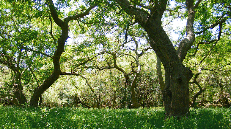 SLT_Divulgacion's tweet photo. 🌳LA #RESTAURACIÓN DE #BOSQUES NATIVOS, UN ASUNTO POPULAR
Intentan recuperar #talares en base a #cienciaciudadana 
🔍https://t.co/AC0QVHDNXg 

#UBA #FAUBA #SLT #ciencia @AgronomiaUBA @pedrot77 @somos_restaura @UBAonline @AmbienteNacion #nativas #exóticas #tala #biodiversidad https://t.co/lqEO34D0tP