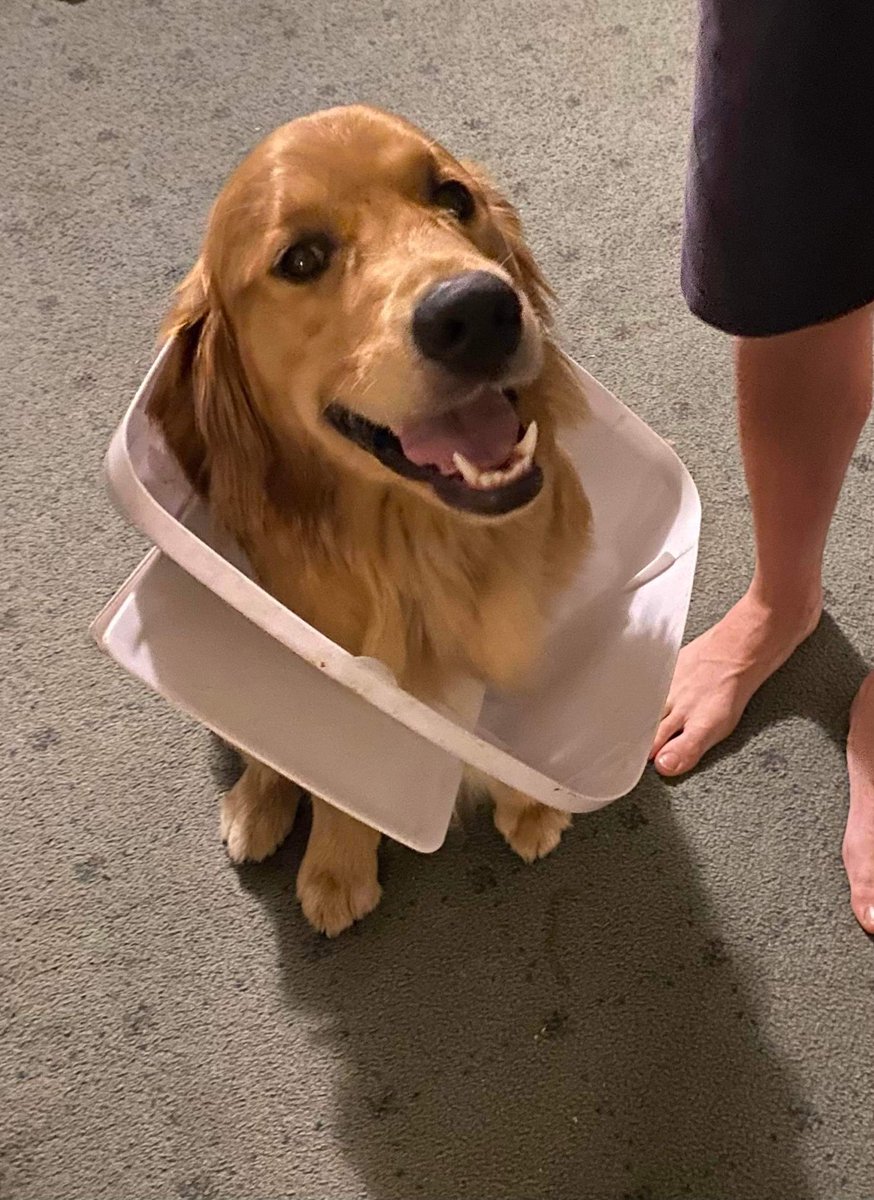 Dog doing a bit of bin dive in