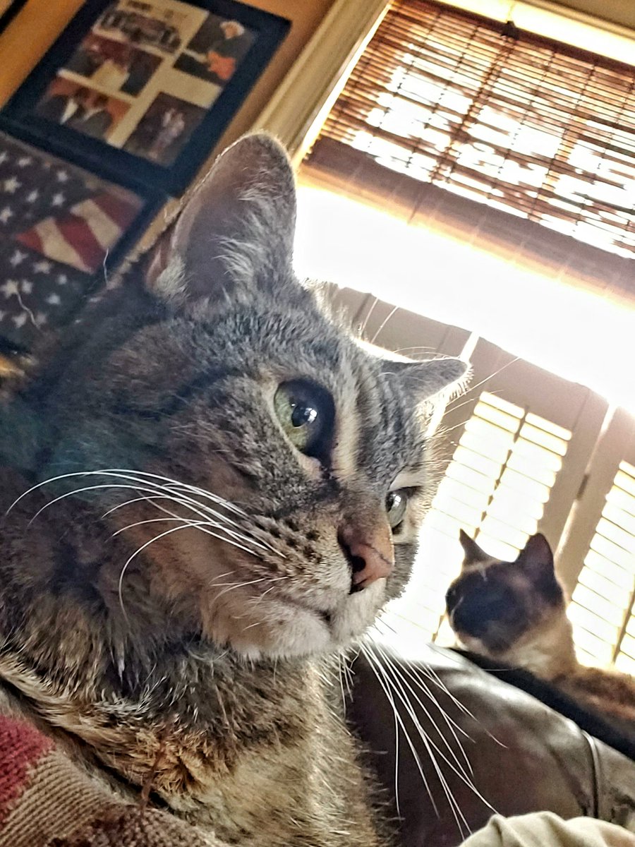 CassieJFox's tweet photo. 🤳  Gizzabella's #WednesdayWhiskers Good Meowning selfie. Notice her sisfur Troms keeping vigil on the sun puddle sofa back. #SuperSeniorCatsClub #TabbyCats #Meezers #CatsOfTwitter #GoidMeowning #PurrentLife #Queen #SweetGirl 🐈  🐾  👑 https://t.co/36zdoXuEqH