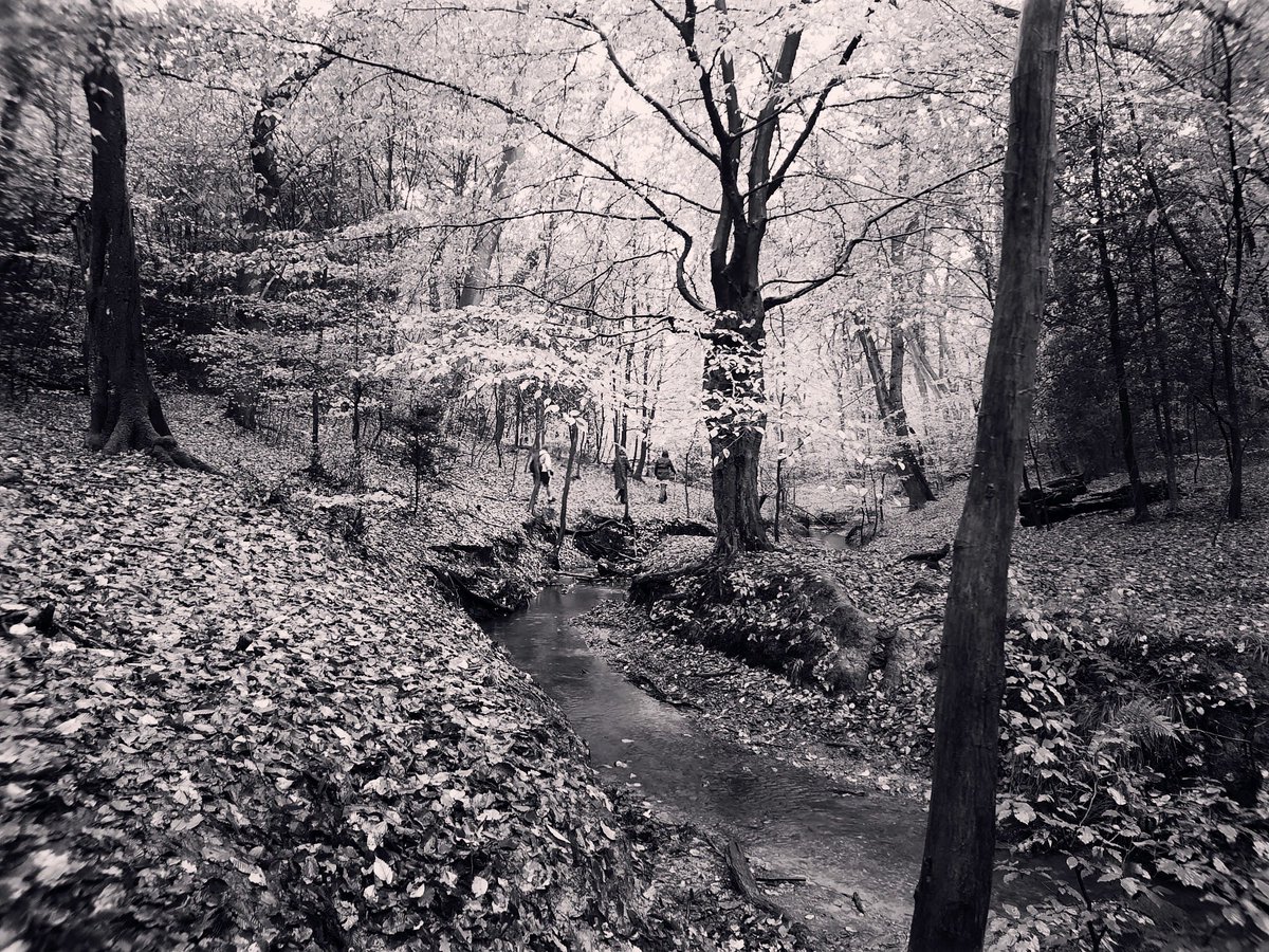 HooklandGuide's tweet photo. For the land is the witch’s temple. The slow brook sings prayers for her. Trees whisper wisdom. The core of our witchery is relationships to the green powers. These are made strong and fierce in the feral spaces of wood, hedge and shore. - #EmilyBanting, 1981 #WitchWednesday https://t.co/Eu8mF5RR1T