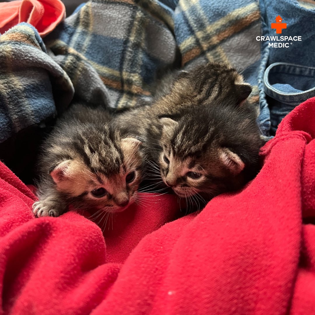 CrawlspaceMedic's tweet photo. Look at the kittens our Charleston Market Director, John, saved from a crawlspace  🥹🙀 https://t.co/niKtdItVfP