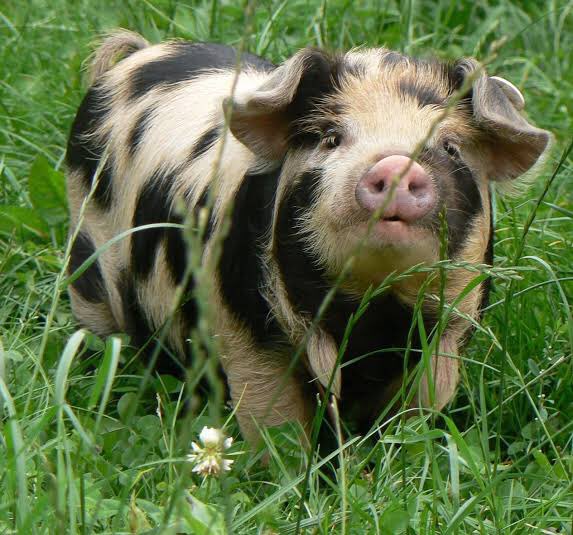 Liene2022's tweet photo. kunekune swine等身大の抱き枕が欲しいのですが、見つかりまちぇん🐭

#KuneKunePig https://t.co/9z4f0jZXGs