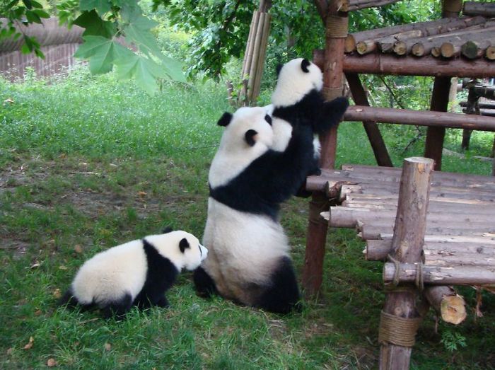 ipandachubby's tweet photo. Mum is the first teacher in my life.🐼✨❤️ https://t.co/T7zTQdyUWg