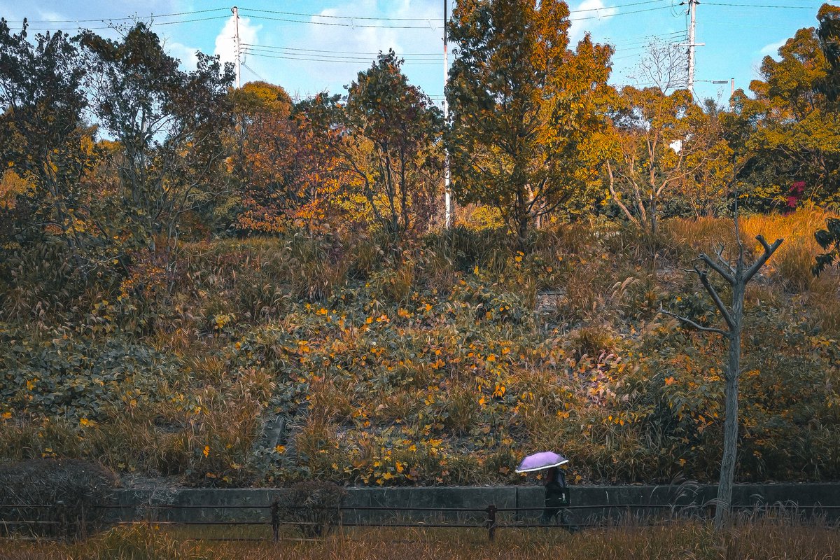 Autumn vibe Neighborhood snap

Camera: Mi10Tpro
Location: Kobe
Editing: Lightroom

#mobilephotography
#miphotography 
#streetphotography 
#streetartjaponism 
#umbrellapoetry 
#minimalphotography 
#spi_collective 
#japanstreet 
#streermoment
#streetphotographyjapan