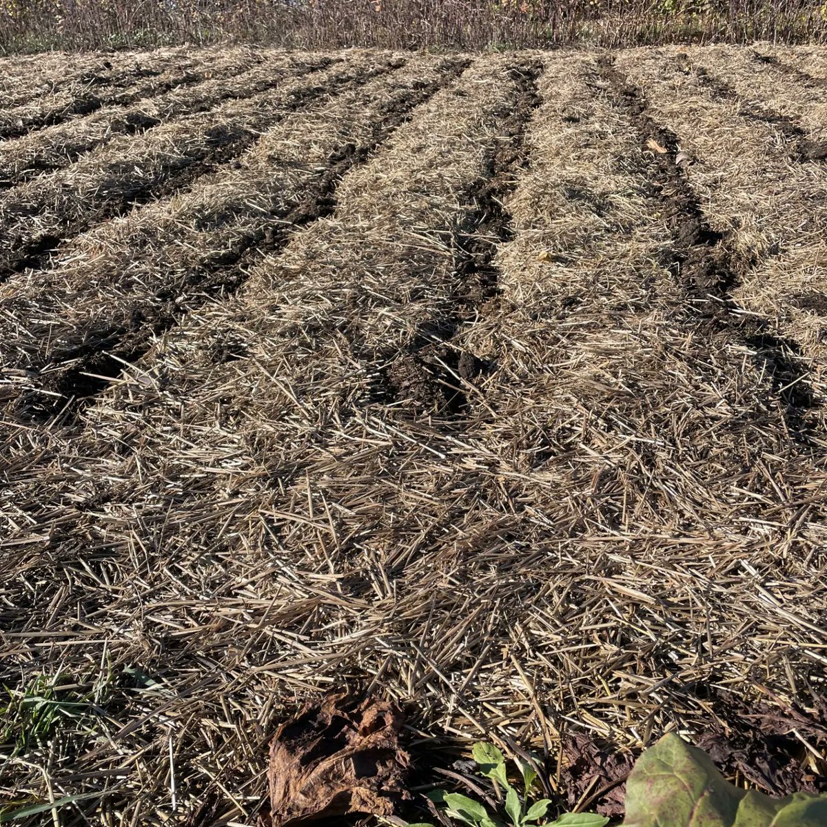 TraynorFarms tweet media