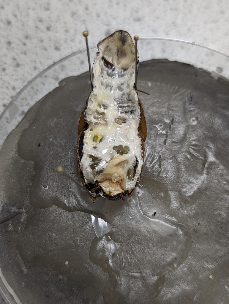 Dr. Chris Rogers (@_doctorchris) on Twitter photo This afternoon's L7 #forensics prac includes #insect #dissections
<a href="/wlv_uni/">University of Wolverhampton</a> <a href="/WLVsci_eng/">FSE - University of Wolverhampton</a> This afternoon's L7 #forensics prac includes #insect #dissections
<a href="/wlv_uni/">University of Wolverhampton</a> <a href="/WLVsci_eng/">FSE - University of Wolverhampton</a>