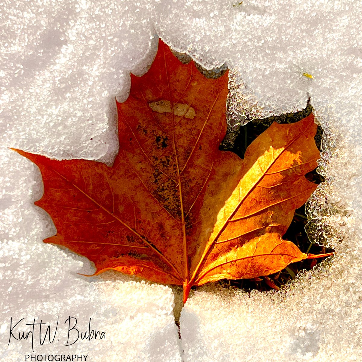 KurtBubna's tweet photo. Images of a cold fall. 🍁
#autumnleaf #autumn #autumnleaves #autumnvibes #autumncolors #fall #leaves #fallleaf #autumncolours #fallleaves #photography #naturelovers #fallcolors #macro #fallvibes #mapleleaf #landscape #naturephotography #autumnphotography #kurtbubna https://t.co/hcRZQJKvPv