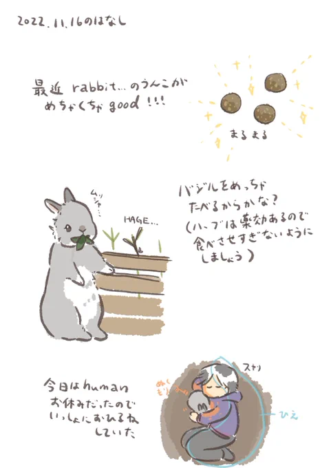 今日のrabbit…
#うさぎのいる生活 