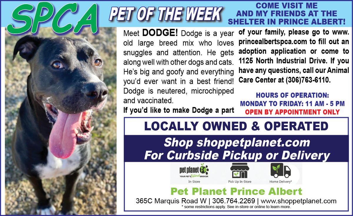 PAShopper's tweet image. SPCA - Pet of the Week
princealbertshopper.com/spca
#SPCA #PetoftheWeek #princealbertshopper