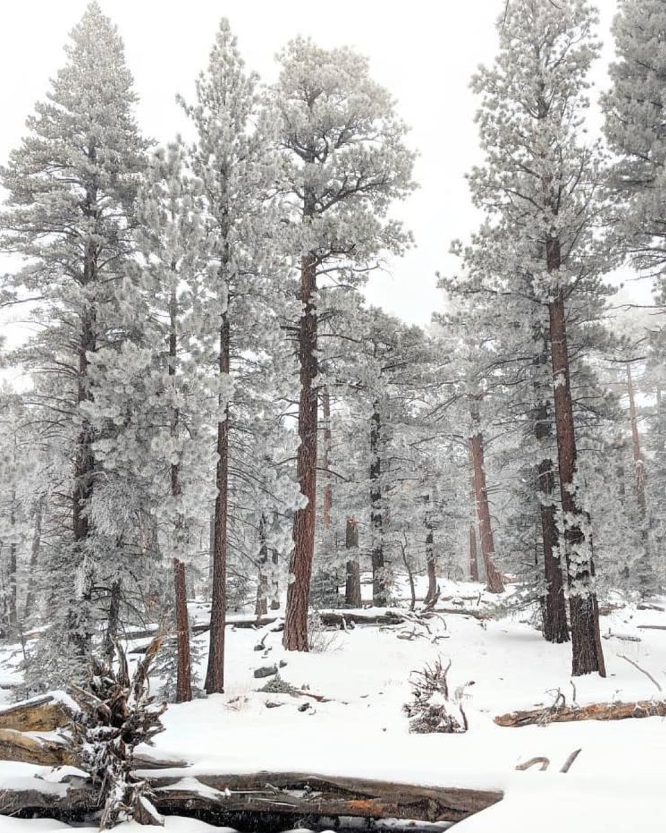 Just because you’re in SoCal doesn’t mean you can’t get a taste of winter...These snowy spots are only a drive away. ⛷

Mammoth 📸 @aliceemayorga
Idyllwild 📸 @alyssanponticello
Mt. San Jacinto State Park 📸 @mountsanjacintosp

#socal #eludetheordinary #wintertrip #cozytravel