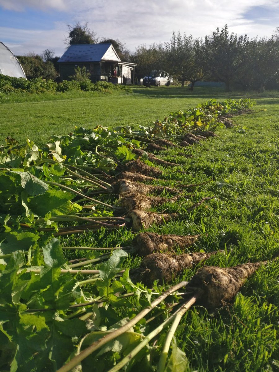 IrishSeedSavers's tweet photo. The Garden Team are hard at work today harvesting and selecting Sutton Student Parsnip. Parsnips that are closest to the variety descriptor are then grown for #seed.
#heritageseeds #heirloomseeds #parsnips #openpollinatedseeds #openpollinated https://t.co/ewiOCT9w9k