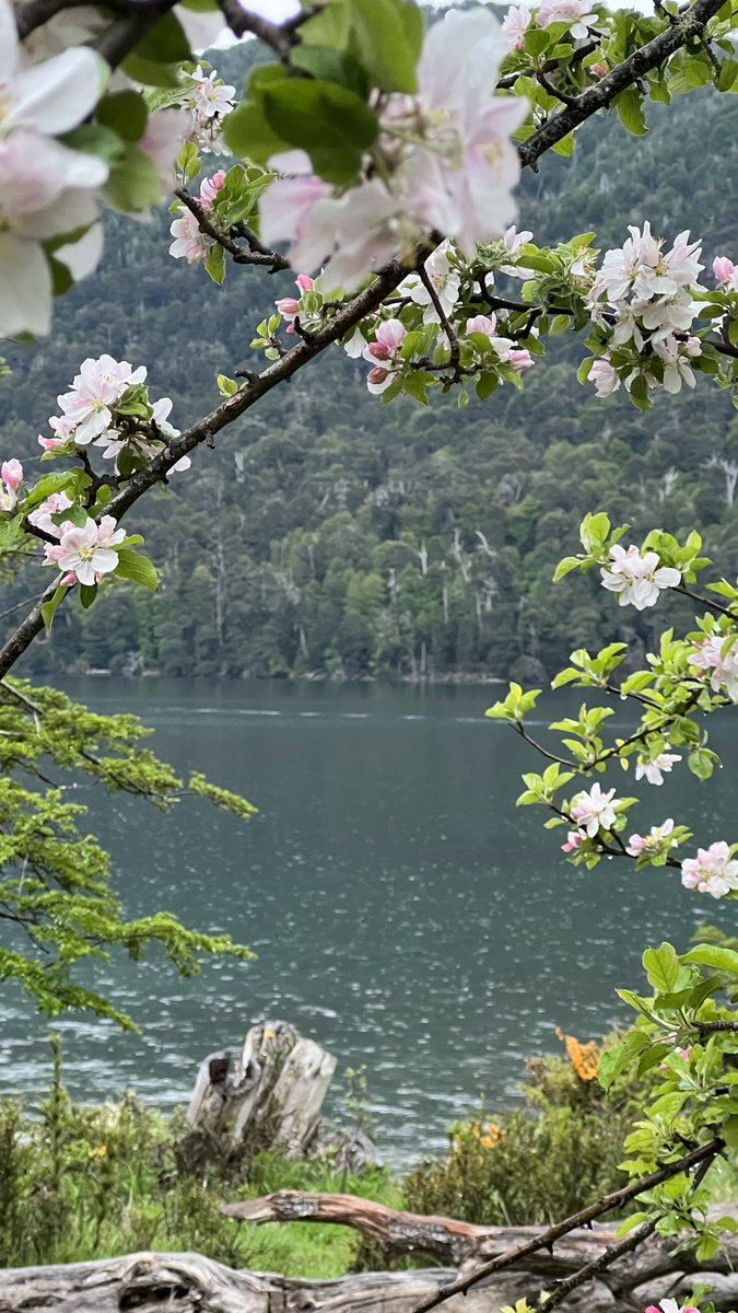 _viajarmas's tweet photo. La primavera en Lago Hermoso ❤️ #Neuquen #Patagonia #ruta40 #BuenMiercoles #photography #viajarmas #Viajar https://t.co/eoJmXanr4k