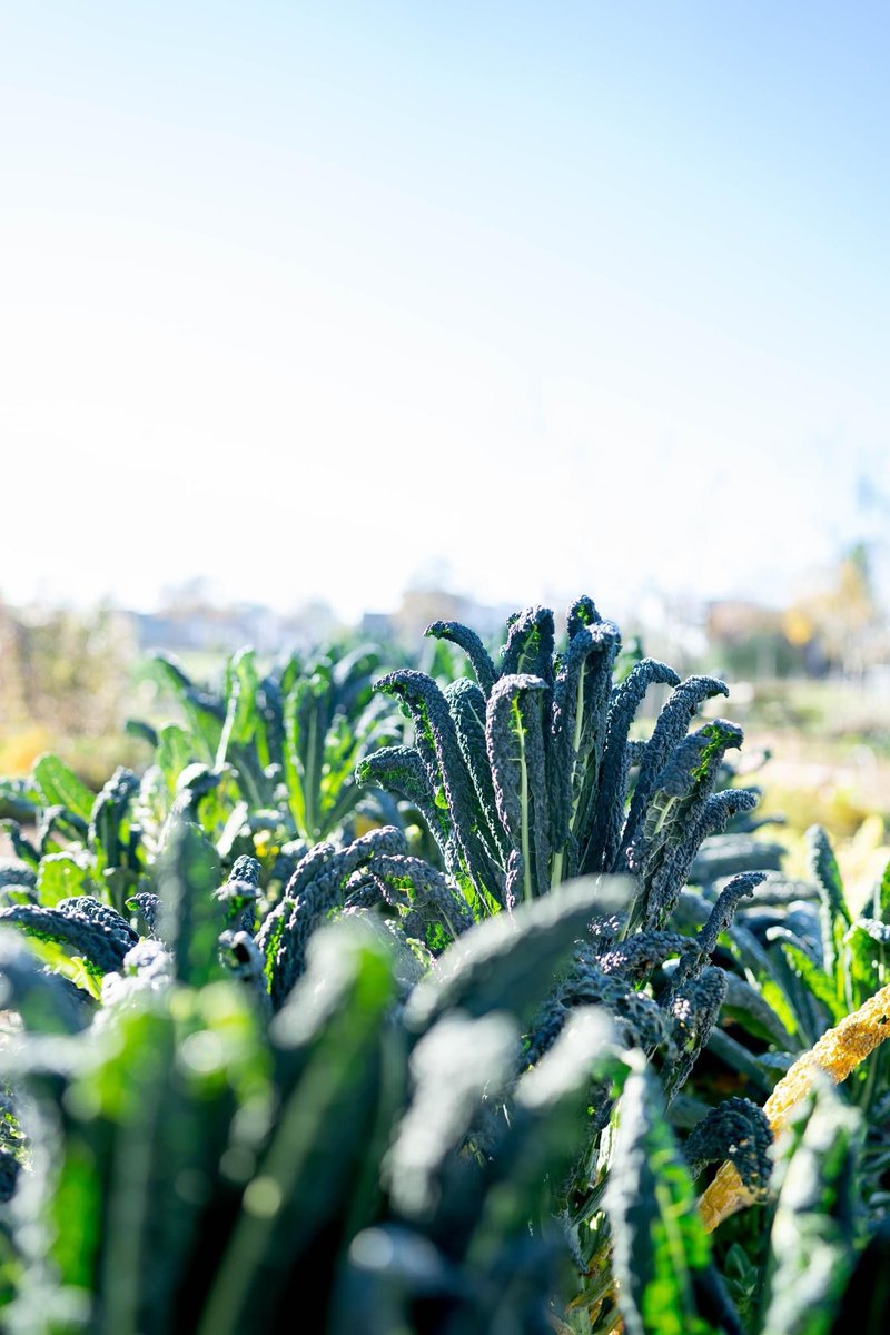 RestaurantOne's tweet image. #palmkool

... één van onze absolute moestuinfavorieten. Deze kool die ook wel cavolo nero genoemd wordt is supergezond en zit vol met calcium en vitamine C.