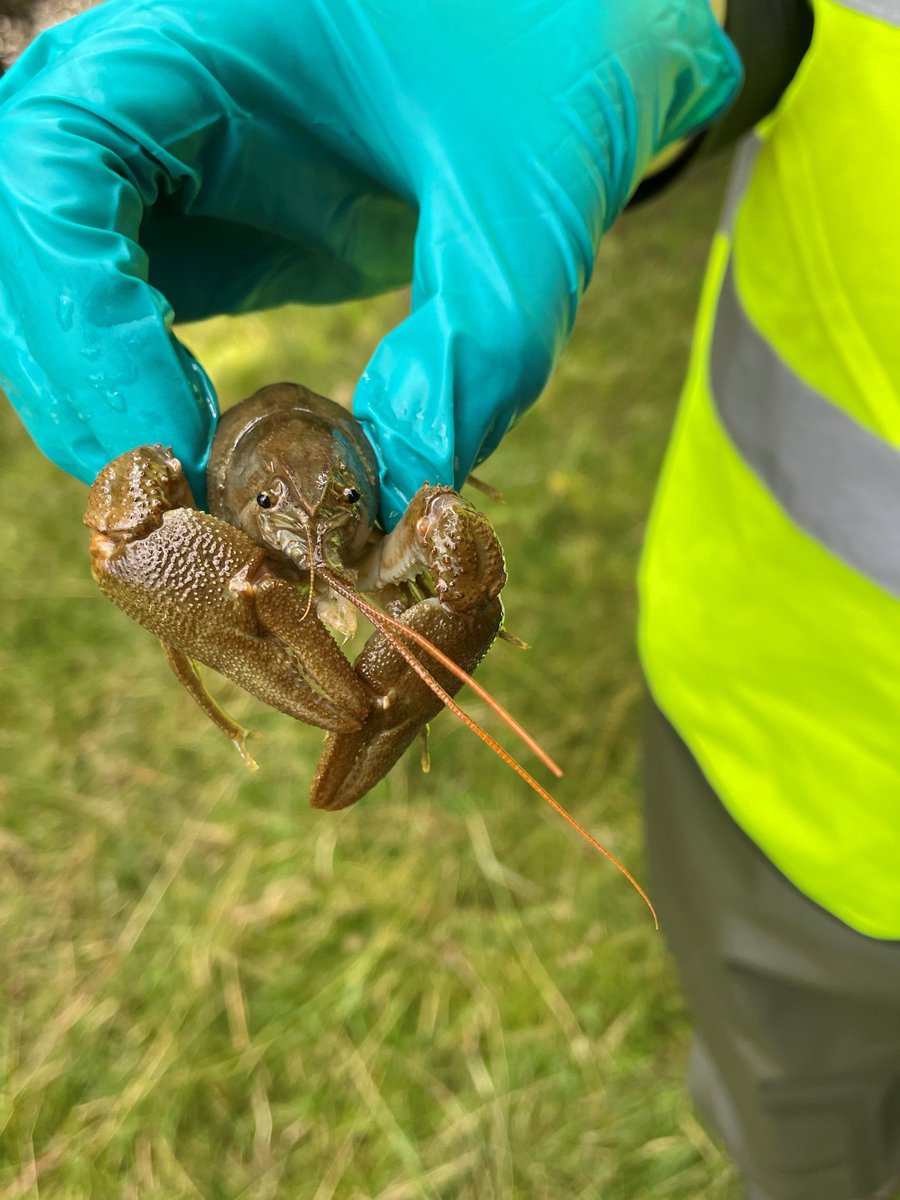 Yorkshire Wildlife Trust - North Yorkshire tweet media