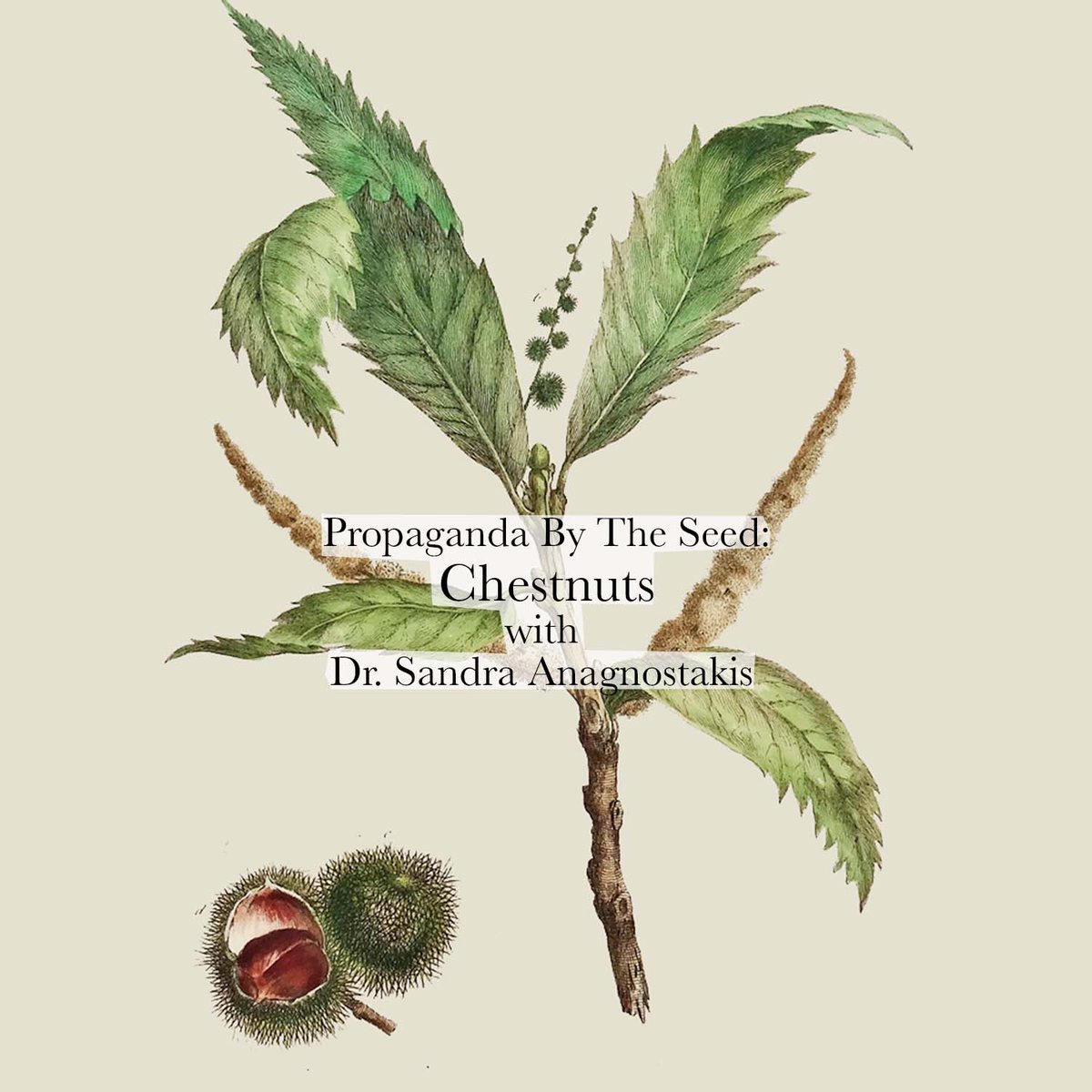 PBTS_Pod's tweet photo. Propaganda By The Seed
Chestnuts
W/ 
Dr Sandra Anagnostakis

https://t.co/5nCtsN89Fy https://t.co/TdgOuLaLZQ