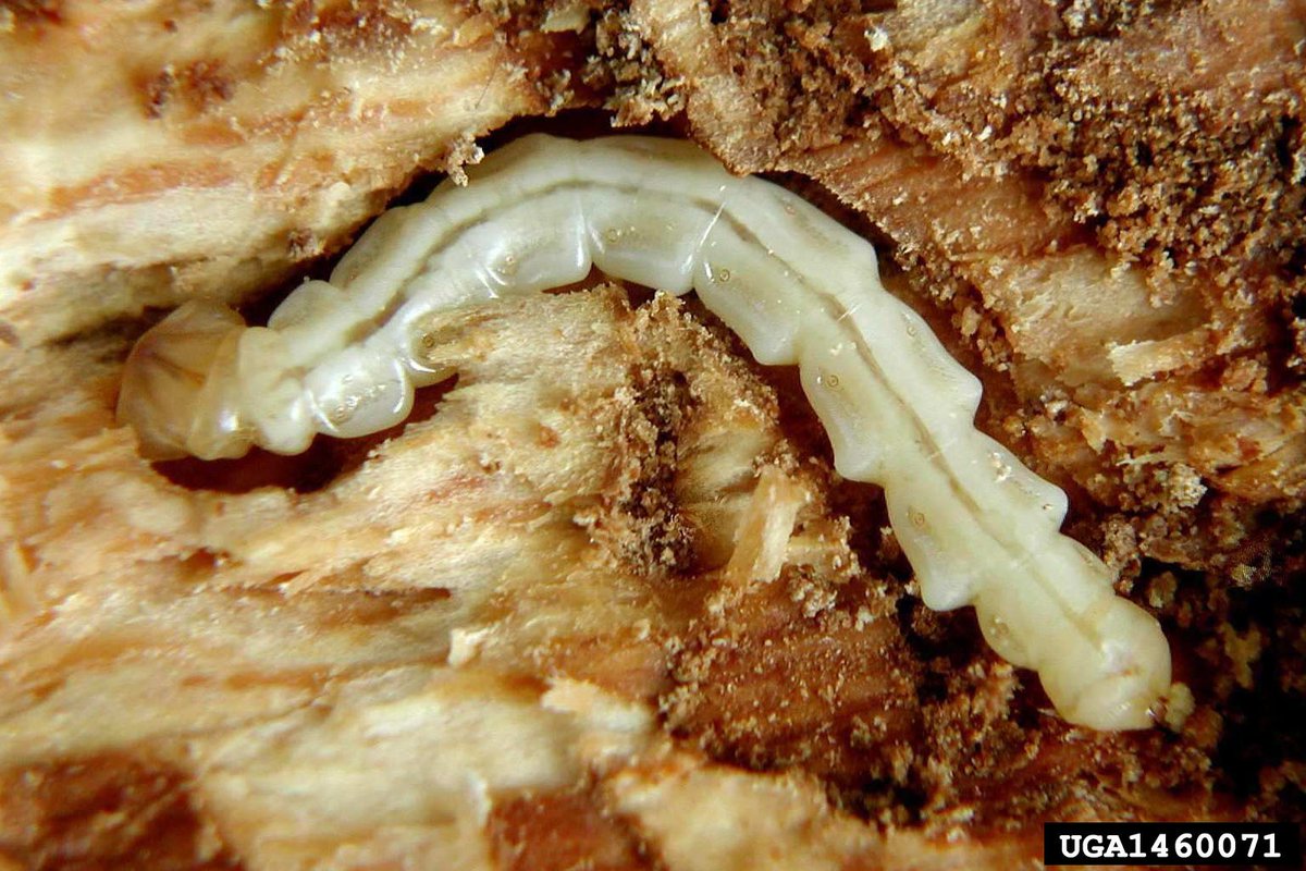MNagriculture's tweet photo. The MDA has confirmed emerald ash borer (#EAB) in @CountyIsanti for the first time. An emergency quarantine on the movement of firewood and ash material is in effect for part of the county south of State Highway 95. Virtual info meeting on 11/30/22: https://t.co/9qcrseD4Rr #MNAg https://t.co/Ff1aHHmkKN
