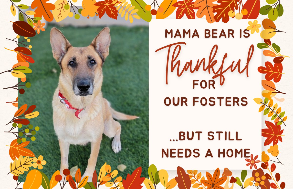 All she wants is a home for Thanksgiving.  Adoption application link in bio. #availabletoadopt #dogsofcolorado #RescueDogs #gsdrescue