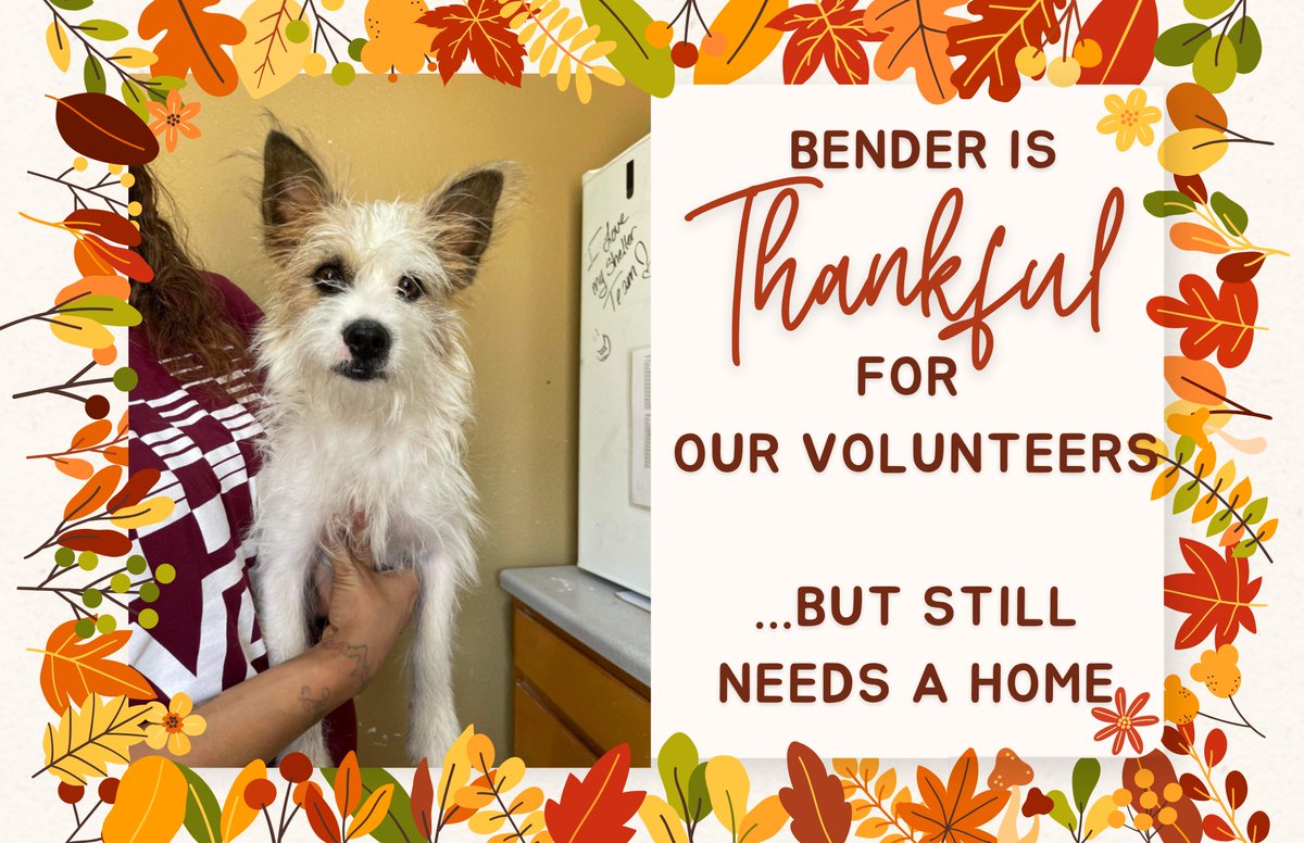 Bender would love to be thankful for a home too.  Adoption App link in bio. #RescueDog #availableforadoption #wirehairterrier #rescuedismyfavoritebreed