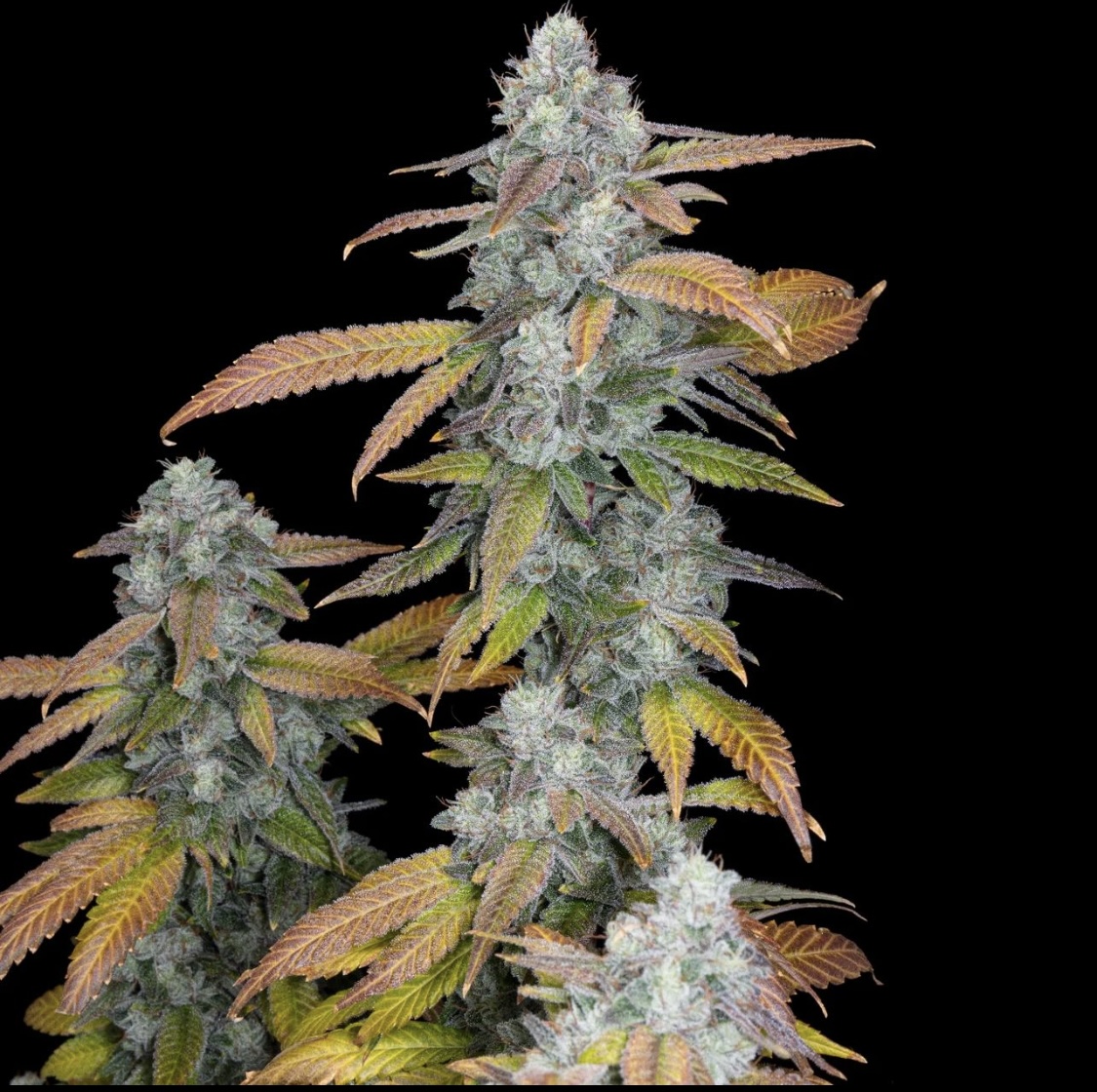 Romulan S1
Bred AND Cultivated by 
@romulangenetics