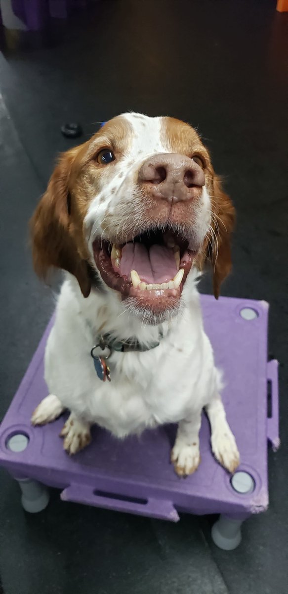 CBPhilly's tweet image. Me when you haven't booked your pup's stay at central bark vs. Me when you book your pup's stay at central bark!! 💕 

#centralbark #centralbarkphilly #centralbarkphiladelphia #doggiedaycare