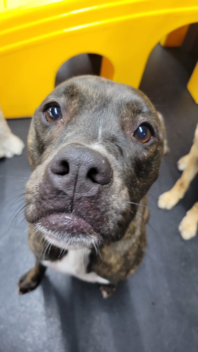 CBPhilly's tweet image. Me when you haven't booked your pup's stay at central bark vs. Me when you book your pup's stay at central bark!! 💕 

#centralbark #centralbarkphilly #centralbarkphiladelphia #doggiedaycare