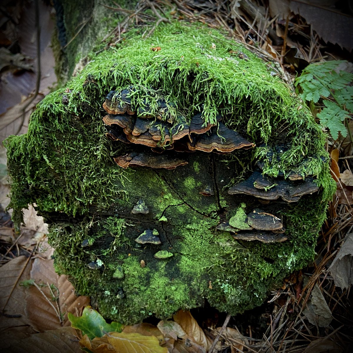 TopStumps's tweet photo. Top Stump 102 #TopStumps https://t.co/plXN23e3Eu
