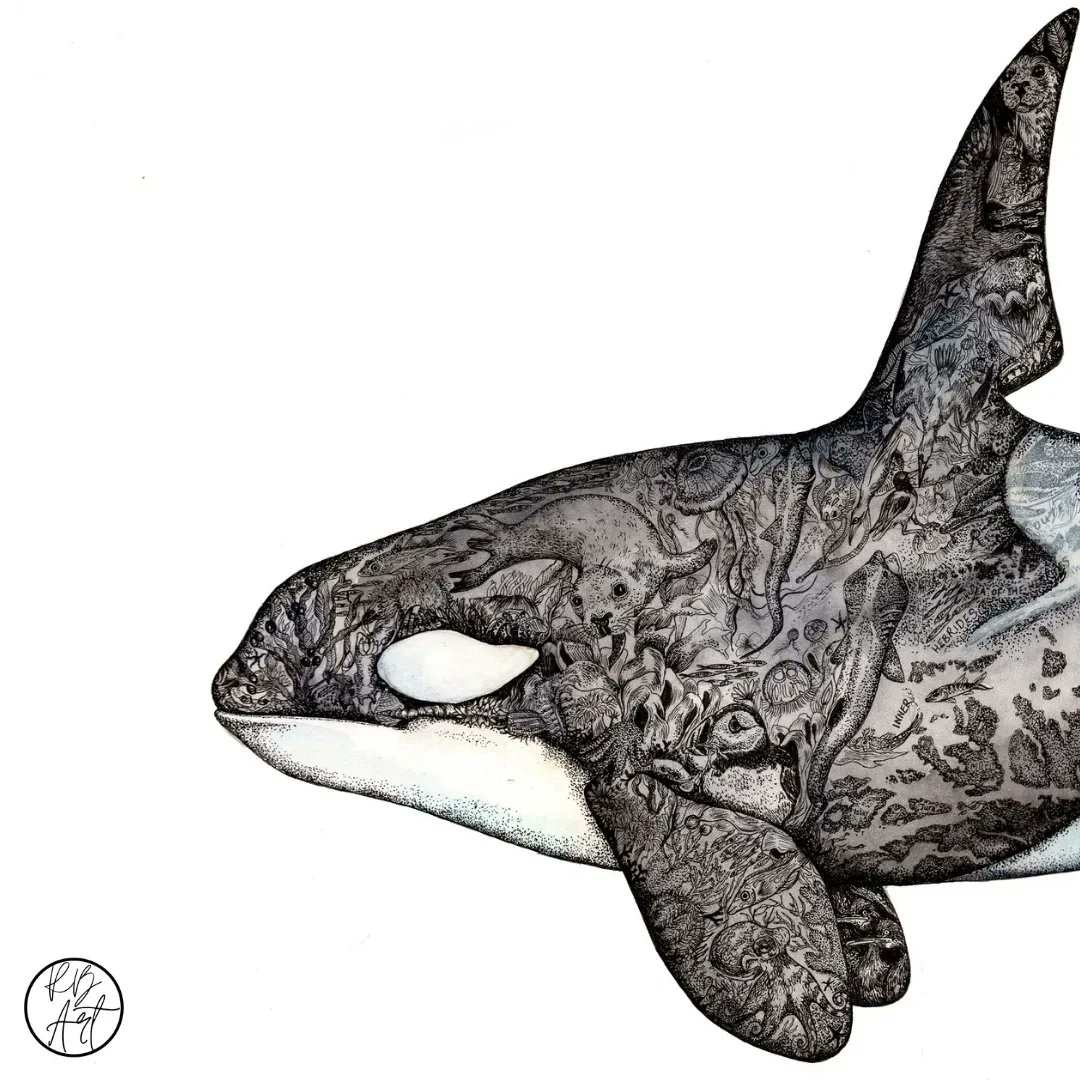ArtRachelBrooks's tweet photo. Today is the day! π #sketchforsurvival starts today at the @OxoTowerWharf where you can see my shortlisted art work of #johncoe one of the last resident British orca π€ bidding for the original is open until the 20th Nov with all proceeds supporting @realafrica
#wildlifeart https://t.co/tfHfDjj7NI