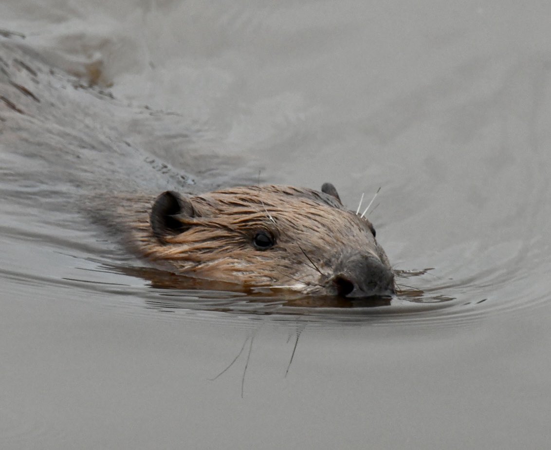 Tim Ridgeway tweet media