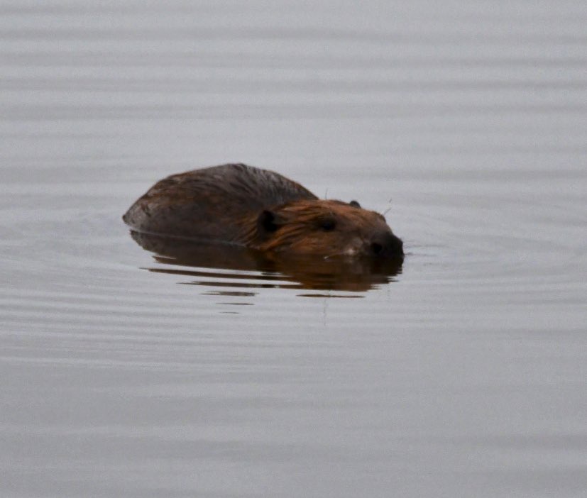 My shots of the Beaver Exe Estuary. Absolutely amazed to see one on the Exe. Thanks to <a href="/steveengland19/">steve england</a> for the heads up.Short video to follow.Have sent an email to <a href="/DevonWildlife/">Devon Wildlife Trust</a> <a href="/Wild__Devon/">WildDevon</a> <a href="/RSPBExeEstuary/">RSPB Exe Estuary & Darts Farm</a> <a href="/Natures_Voice/">RSPB</a> <a href="/kwife/">Em</a> <a href="/DevonLife/">Devon Life</a>