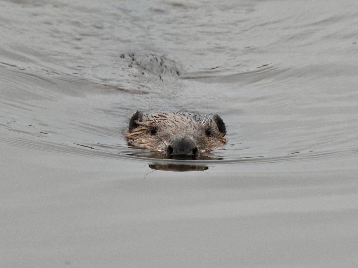 Tim Ridgeway tweet media