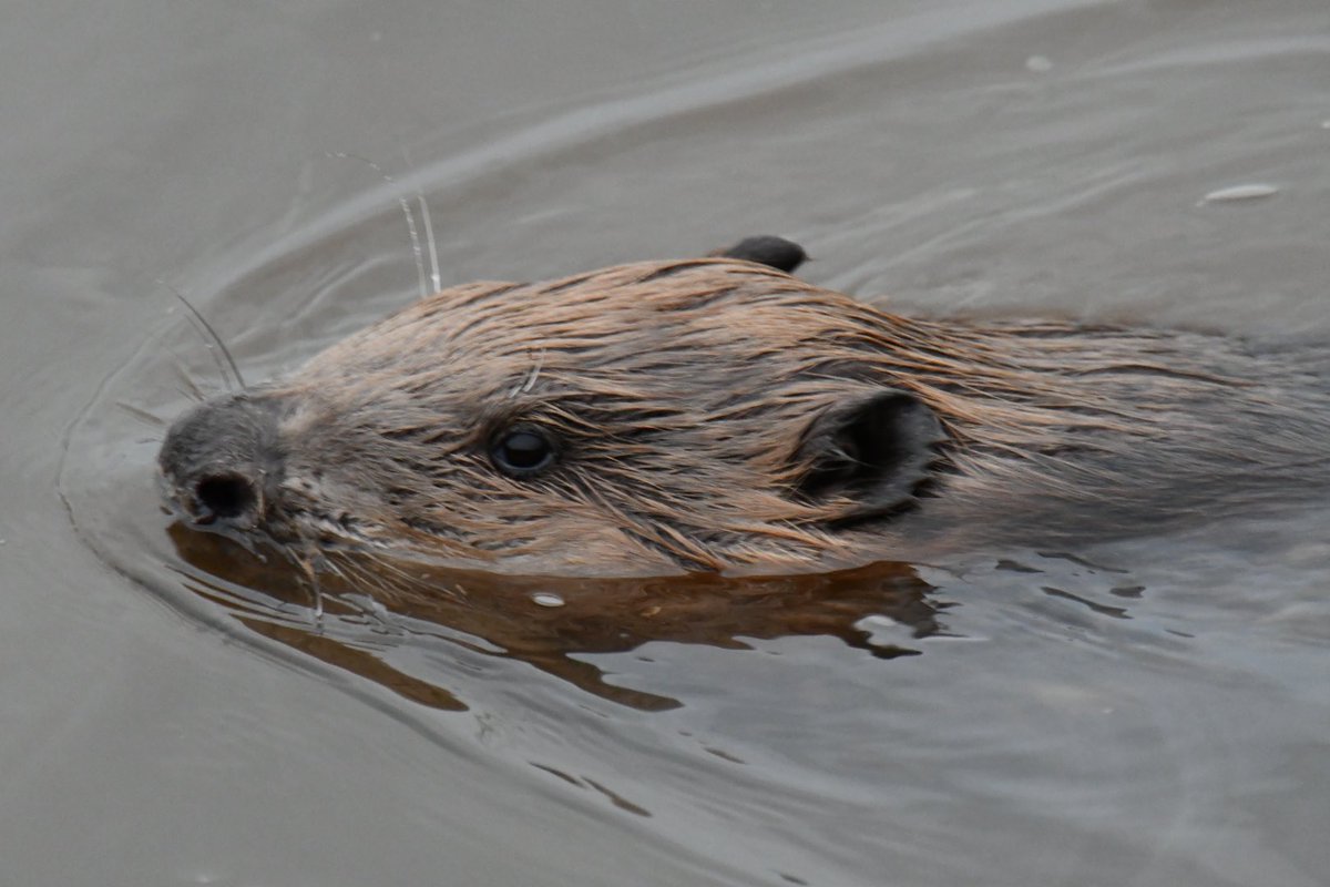 Tim Ridgeway tweet media