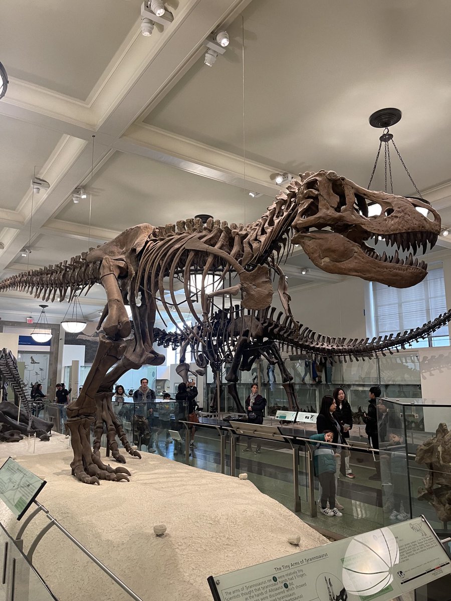 TotteySte1801's tweet photo. It was amazing to see tiny arms yesterday #AMNH150 #TREX 🦖 #Newyork https://t.co/J7NfaN58cC