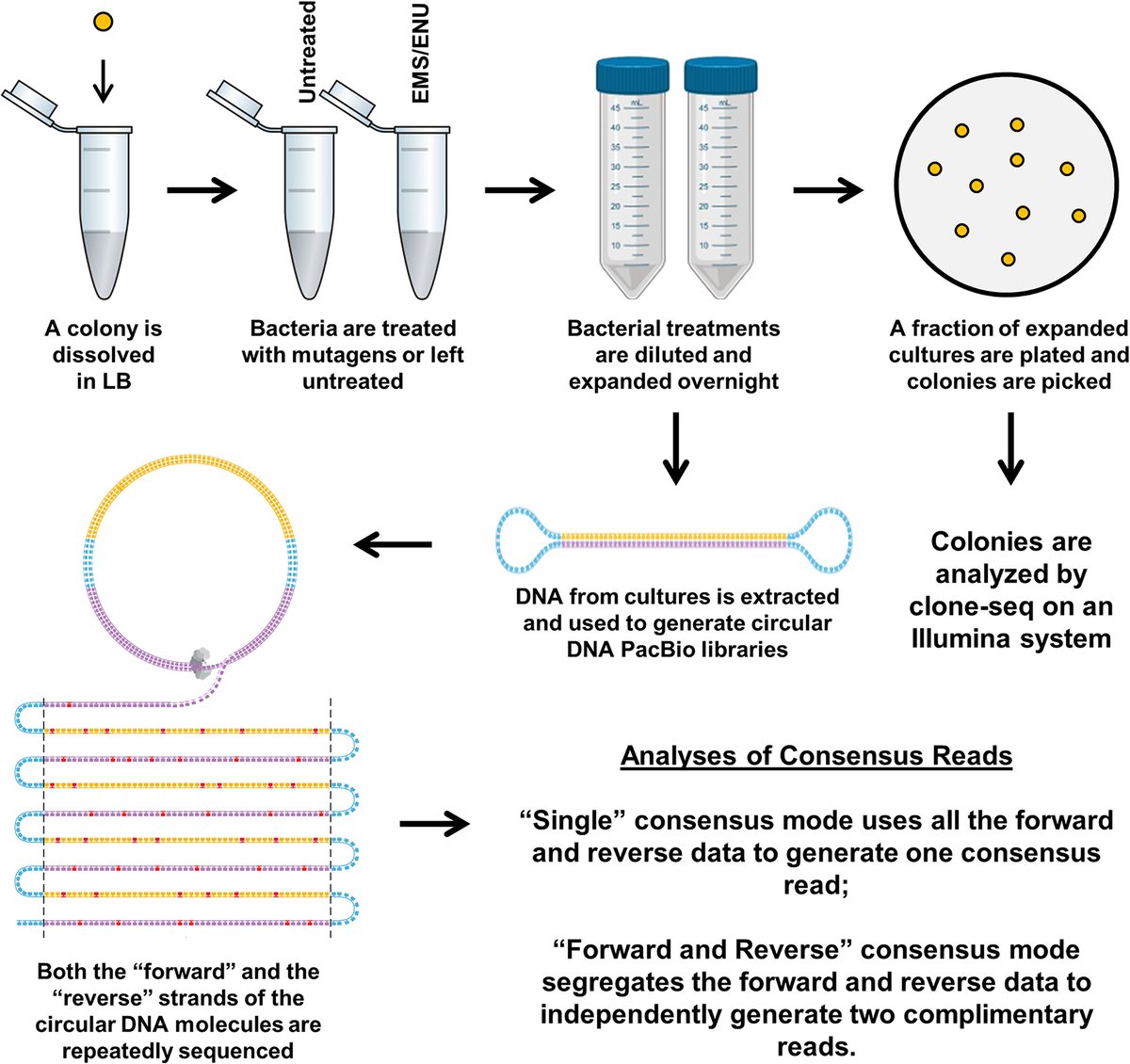 Congratulations to Revollo et al. for their October 2021 (yes😳) EMM Ed. Choice Article "PacBio sequencing detects genome-wide ultra-low-frequency substitution mutations resulting from exposure to chemical mutagens." #genetictoxicology #sequencing #mutation #sorry