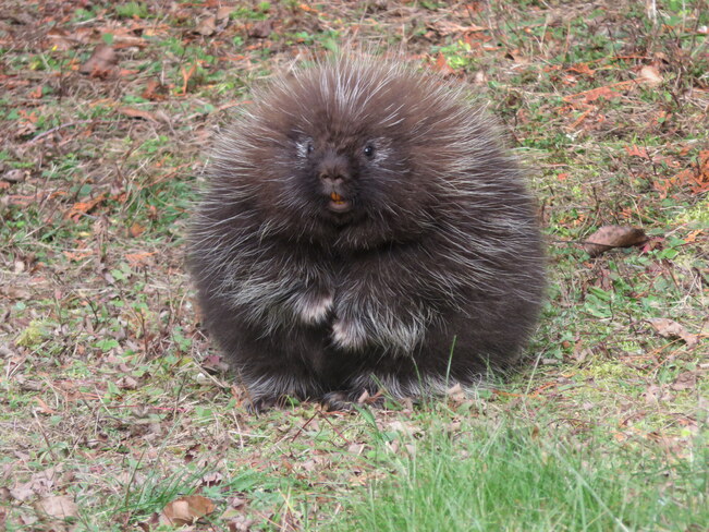 weathernetwork's tweet photo. Porcupine or floof? 😍

📸: Irena Kerr, Ottawa Valley, Ontario #WildlifeWednesday https://t.co/z0JOCR2v0R