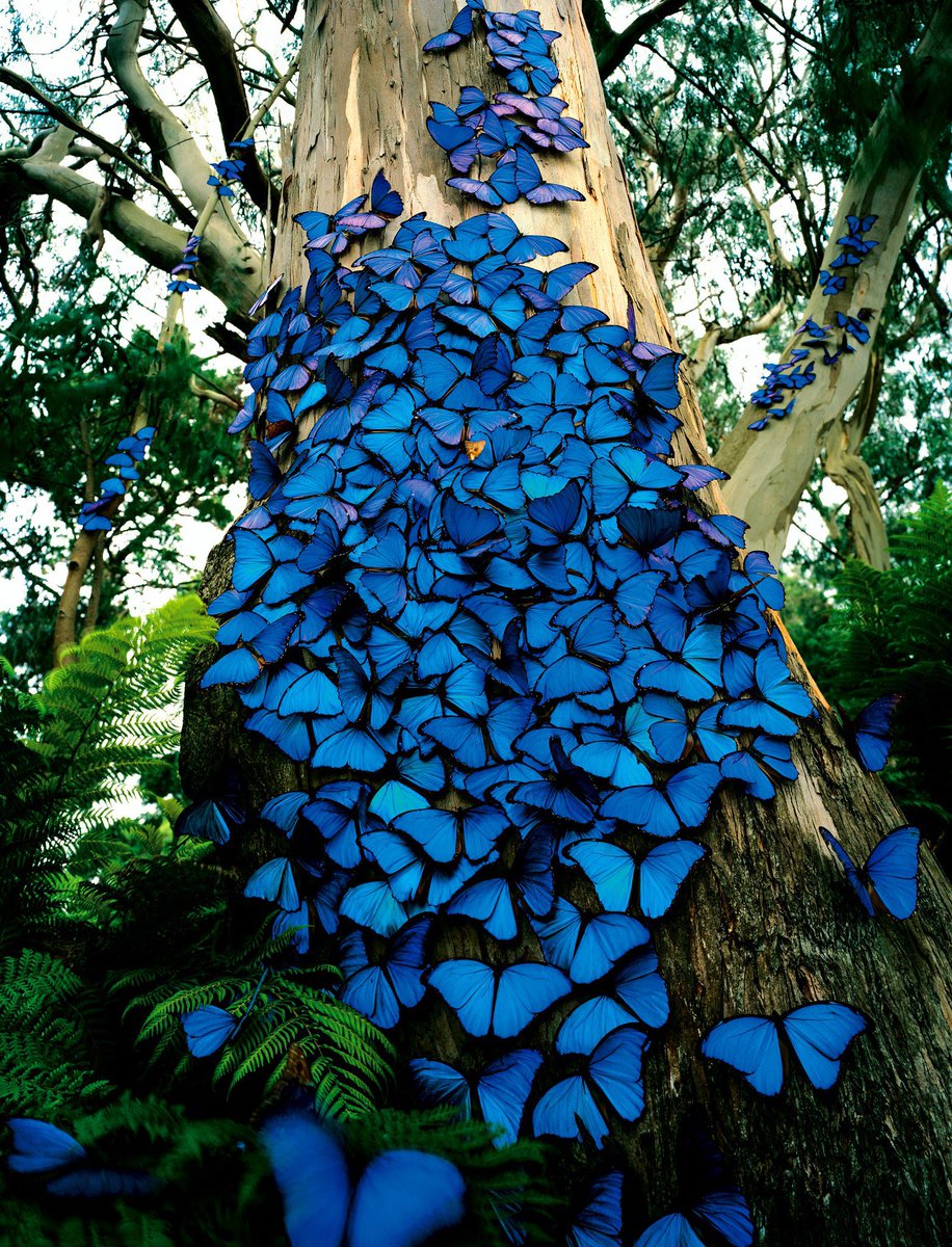 Aalda22's tweet photo. فراشة مورفو النادرة🦋🎶🦋 https://t.co/1udJRqVSSF