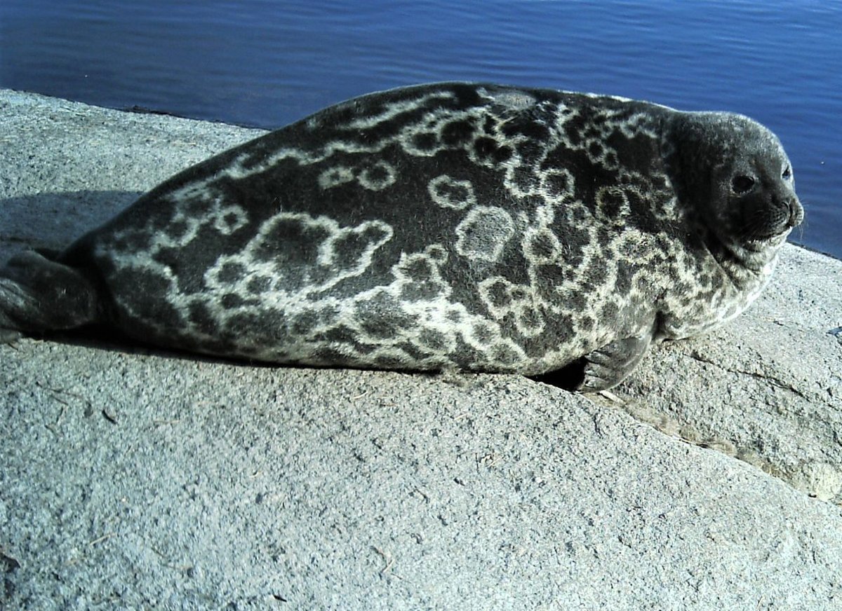 What better stone to create a sculpture of a Saimaa ringed seal than wiborgite rapakivi granite? This was made by Maini Pääläinen of Hästholmen Granite and is in Lappeenranta, East Finland #WiborgiteWednesday #UrbanGeology #publicsculpture