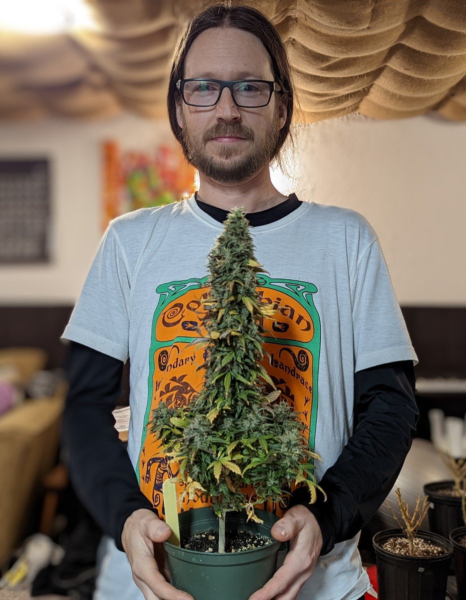 TempleGrower's tweet photo. #MicroGrow complete. Plants murdered. #Budsticks imminent. New genetics promising. Grower handsome. Dankness confirmed. Sticky icky, whoo wee. 😤😏💪😍🌱

#GrowYourOwn #Cannabis #TempleGrownGenetics https://t.co/2n3PTWSLGf