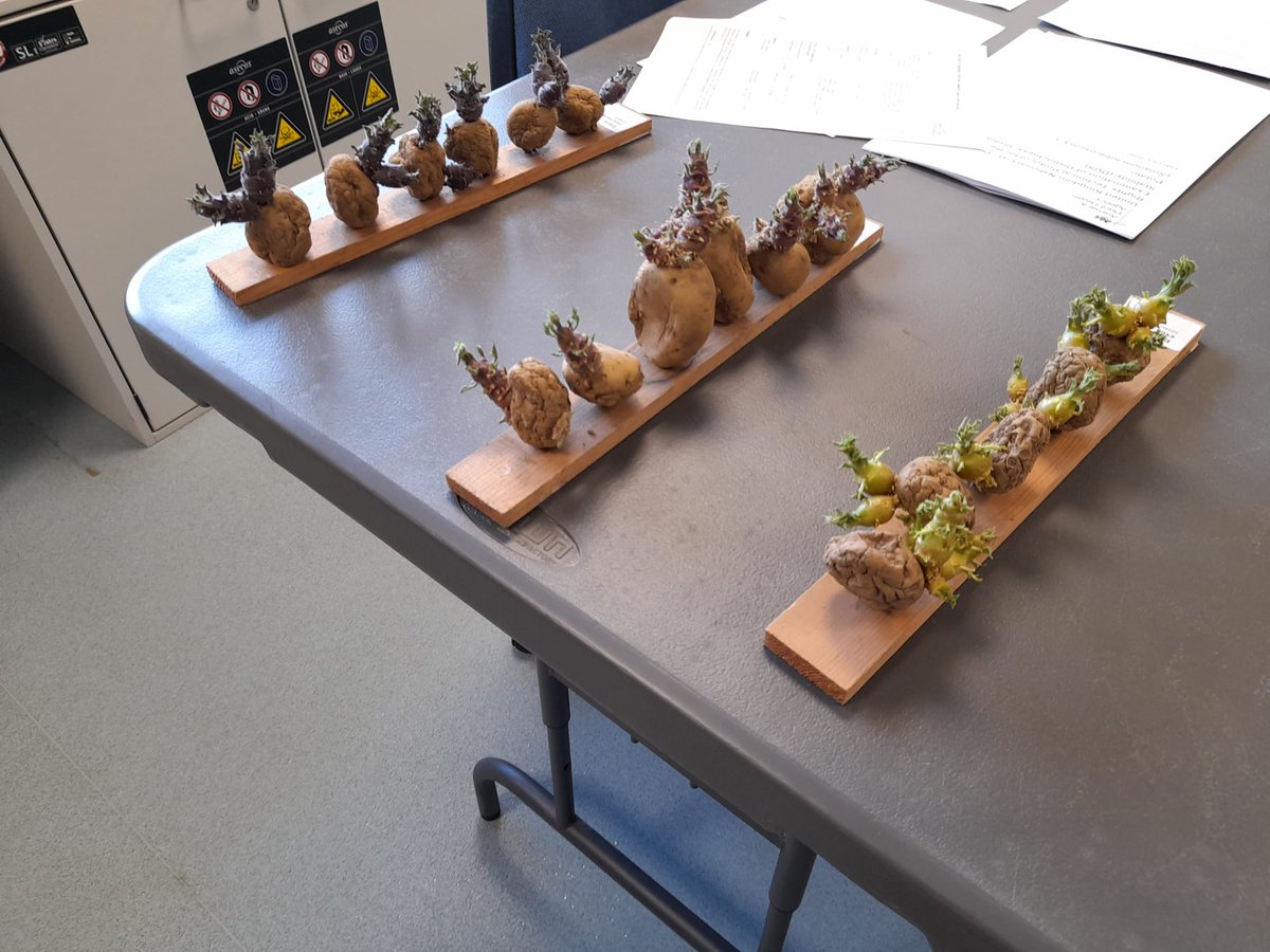 Branston Seed tweet media