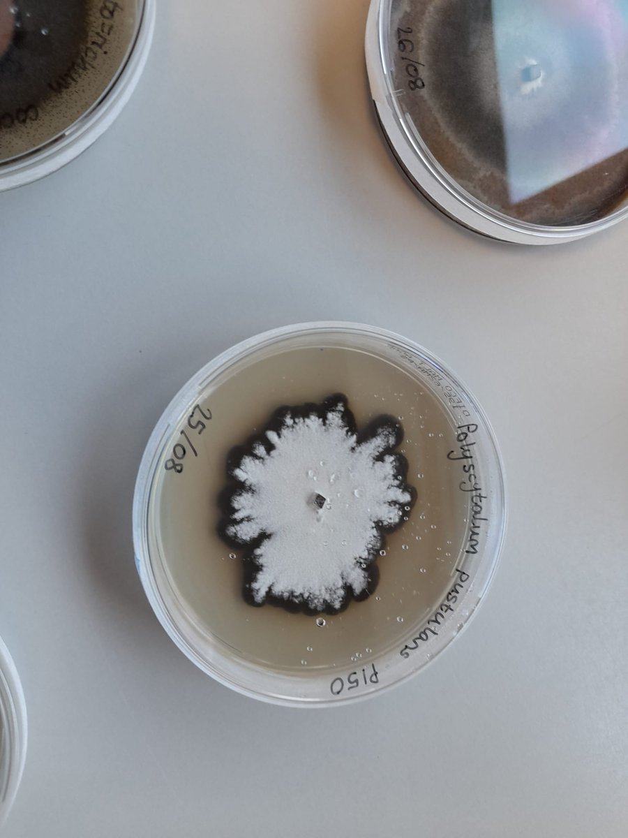 Branston Seed tweet media