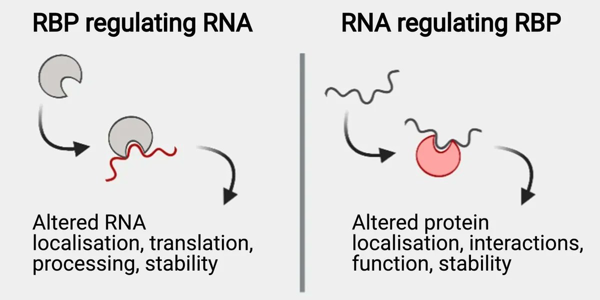 We are offering a Marie Sklodowska Curie PhD fellowship to work with us in the role of riboregulation in virus infected cells. 
To apply visit: gla.ac.uk/explore/jobs/
REF: 102328
Deadline: 12th December
Please, share 🙂👍 
🧵👇
